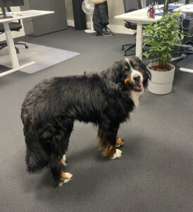 Billede af en hund